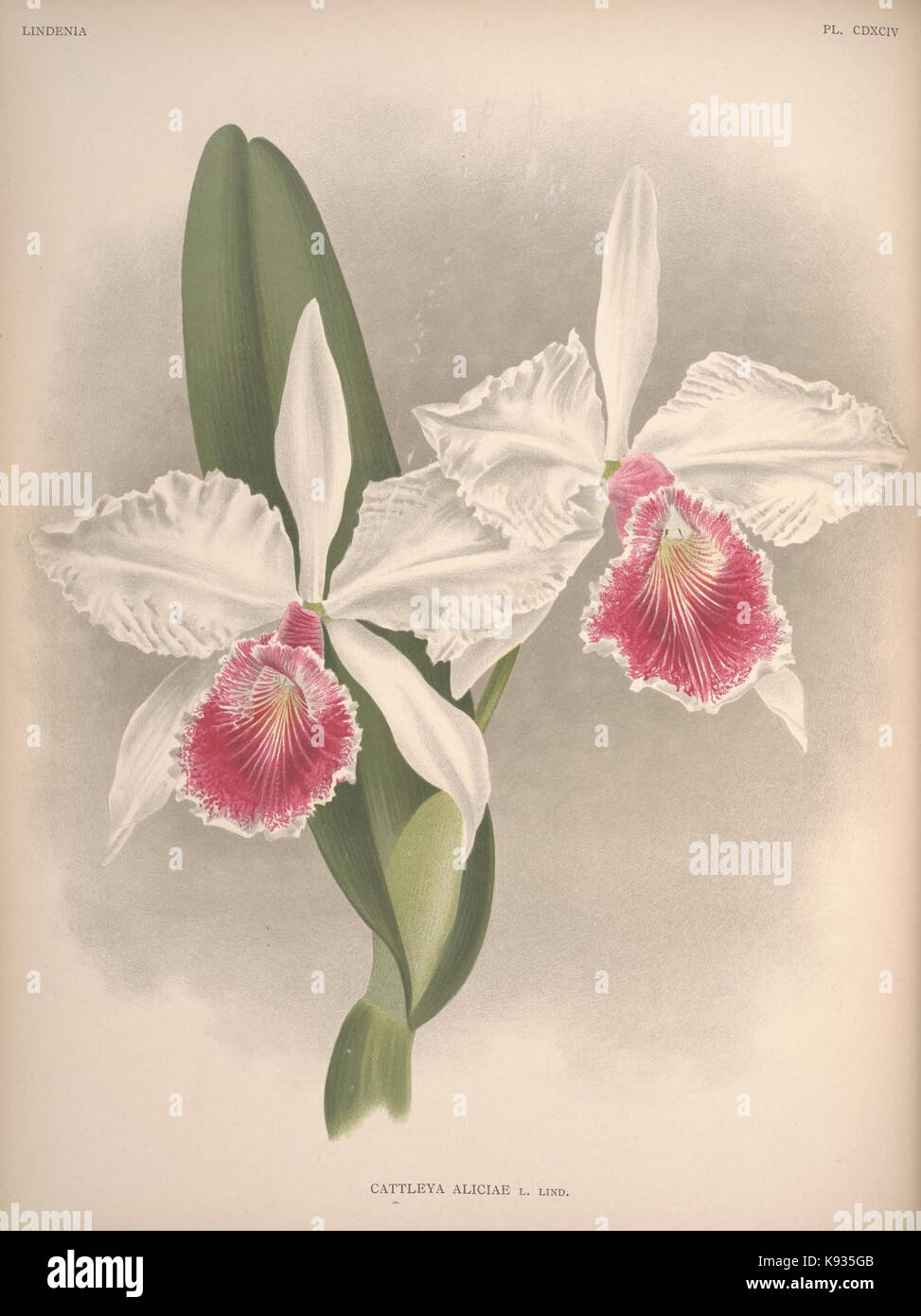 Lindenia Iconographie des Orchidees Platte 494 Stockfoto