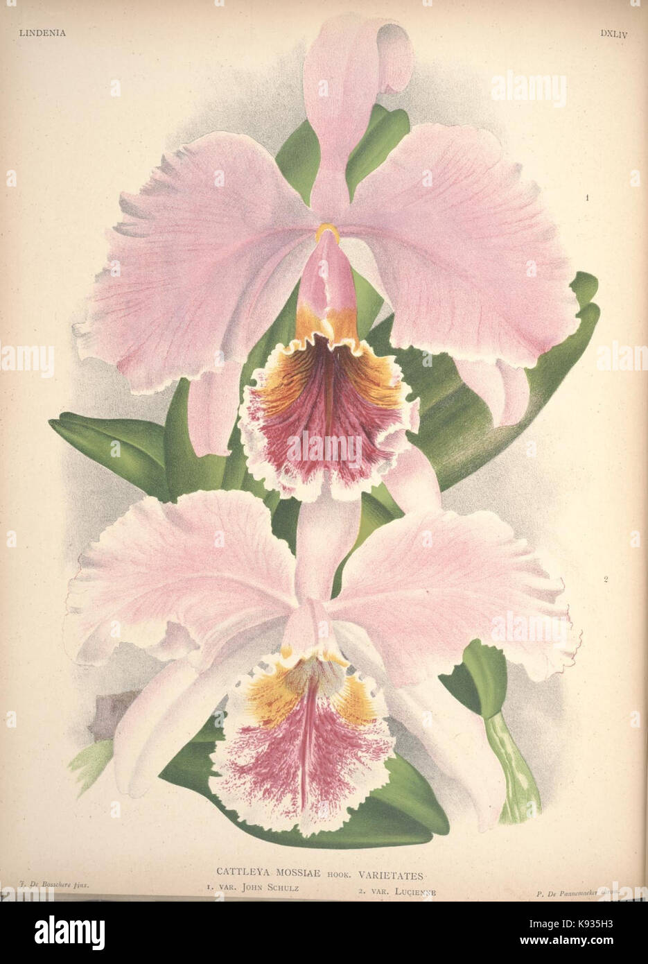 Lindenia Iconographie des Orchidees Platte 544 Stockfoto