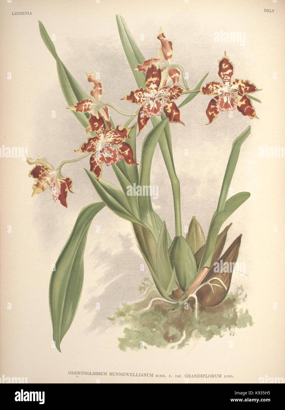 Lindenia Iconographie des Orchidees Platte 545 Stockfoto