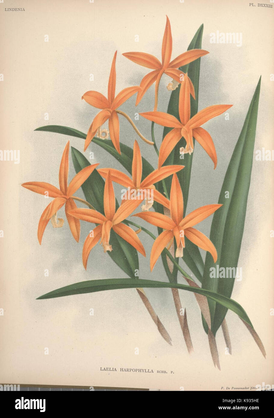 Eine Illustration aus „Lindenia Iconographie des Orchidees“ mit Schwerpunkt auf Orchideen, die botanische Kunst und wissenschaftliche Illustration von Orchidaceae zeigt. Stockfoto