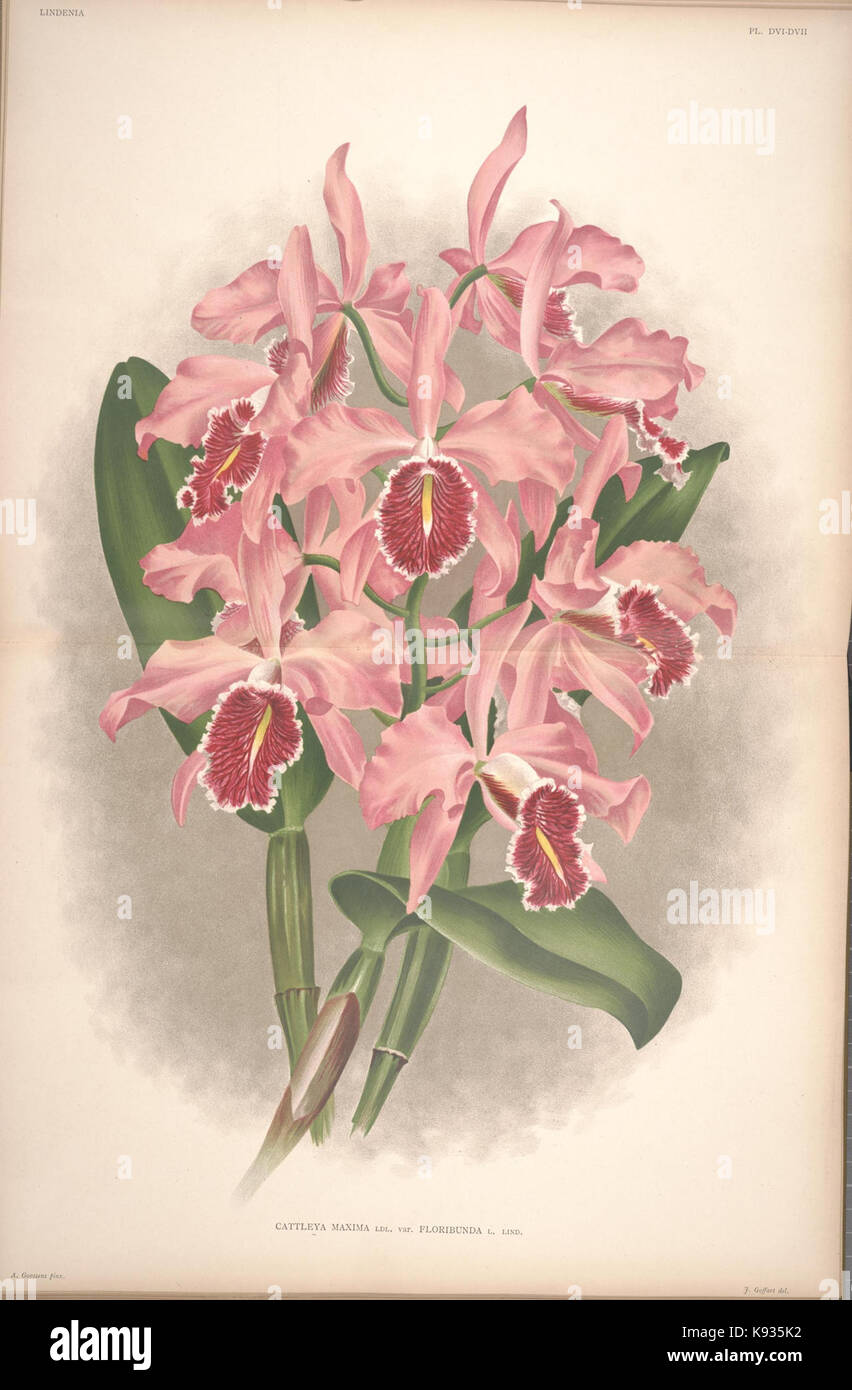 Lindenia Iconographie des Orchidees Platte 506 507 Stockfoto