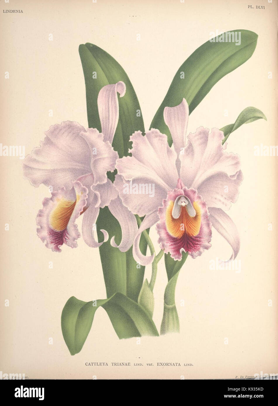 Lindenia Iconographie des Orchidees Platte 556 Stockfoto