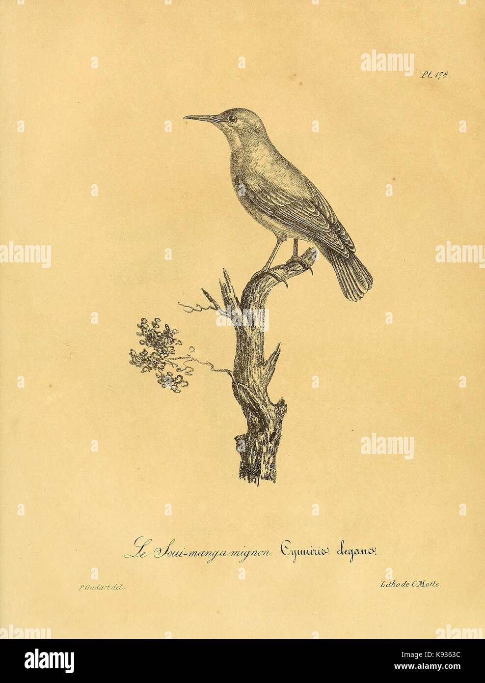 La Galerie des Oiseaux (PL. 178) (6002509644) Stockfoto