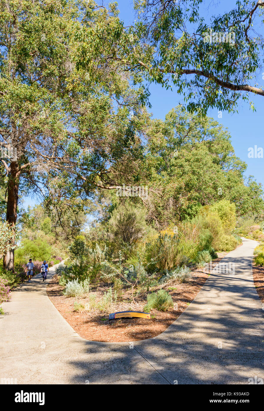 Native West australische Pflanzen in einem regionalen Garden Bed des Western Australian botanischer Garten in Kings Park, Perth, Western Australia Stockfoto