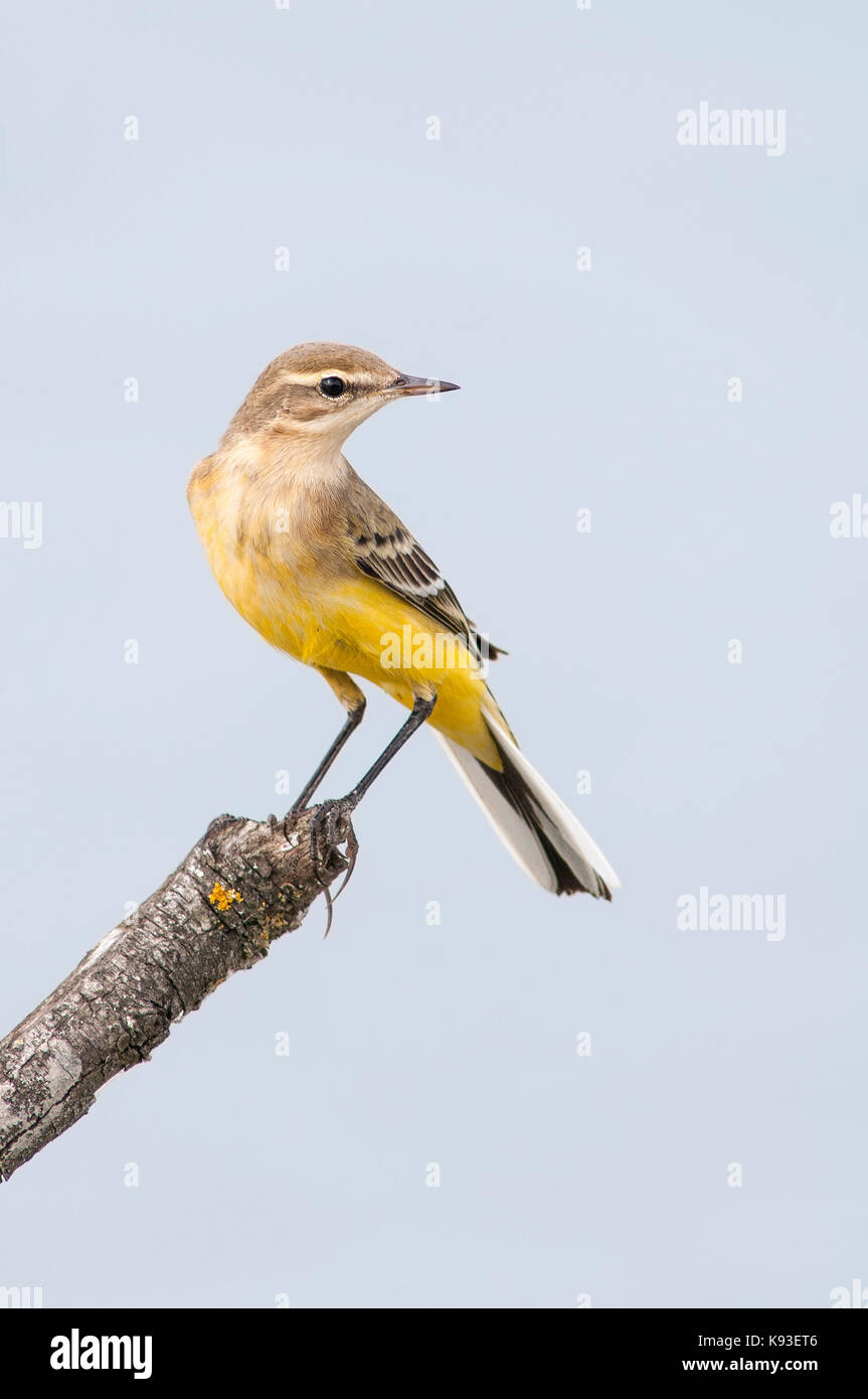 Portrait von westlichen Schafstelze (Motacilla flava). Erwachsene Männchen auf einem Ast sitzend. Stockfoto