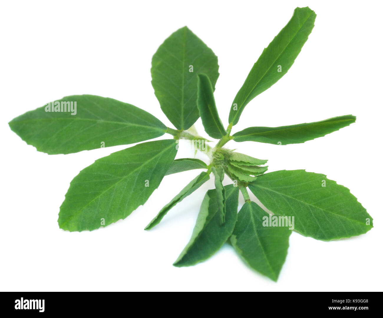Ayurvedische Bockshornklee Blätter über weißen Hintergrund Stockfoto