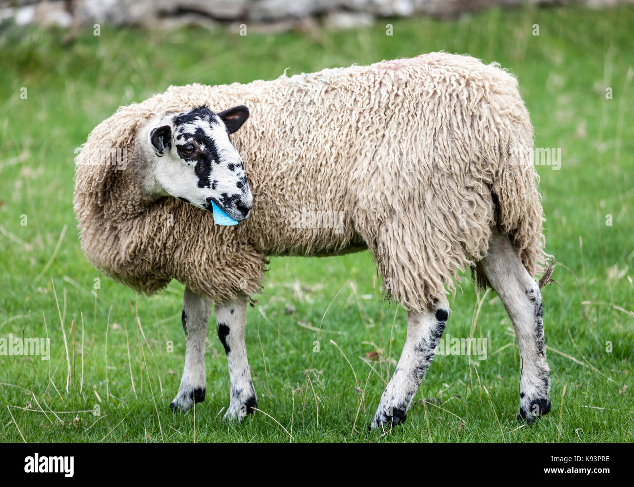 Schafe essen ein Stück Plastik auf einem Bauernhof in Großbritannien Stockfoto