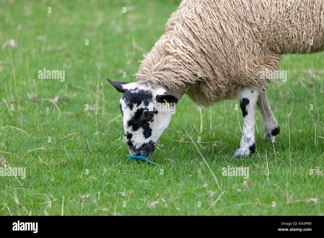 Schafe essen ein Stück Plastik auf einem Bauernhof in Großbritannien Stockfoto