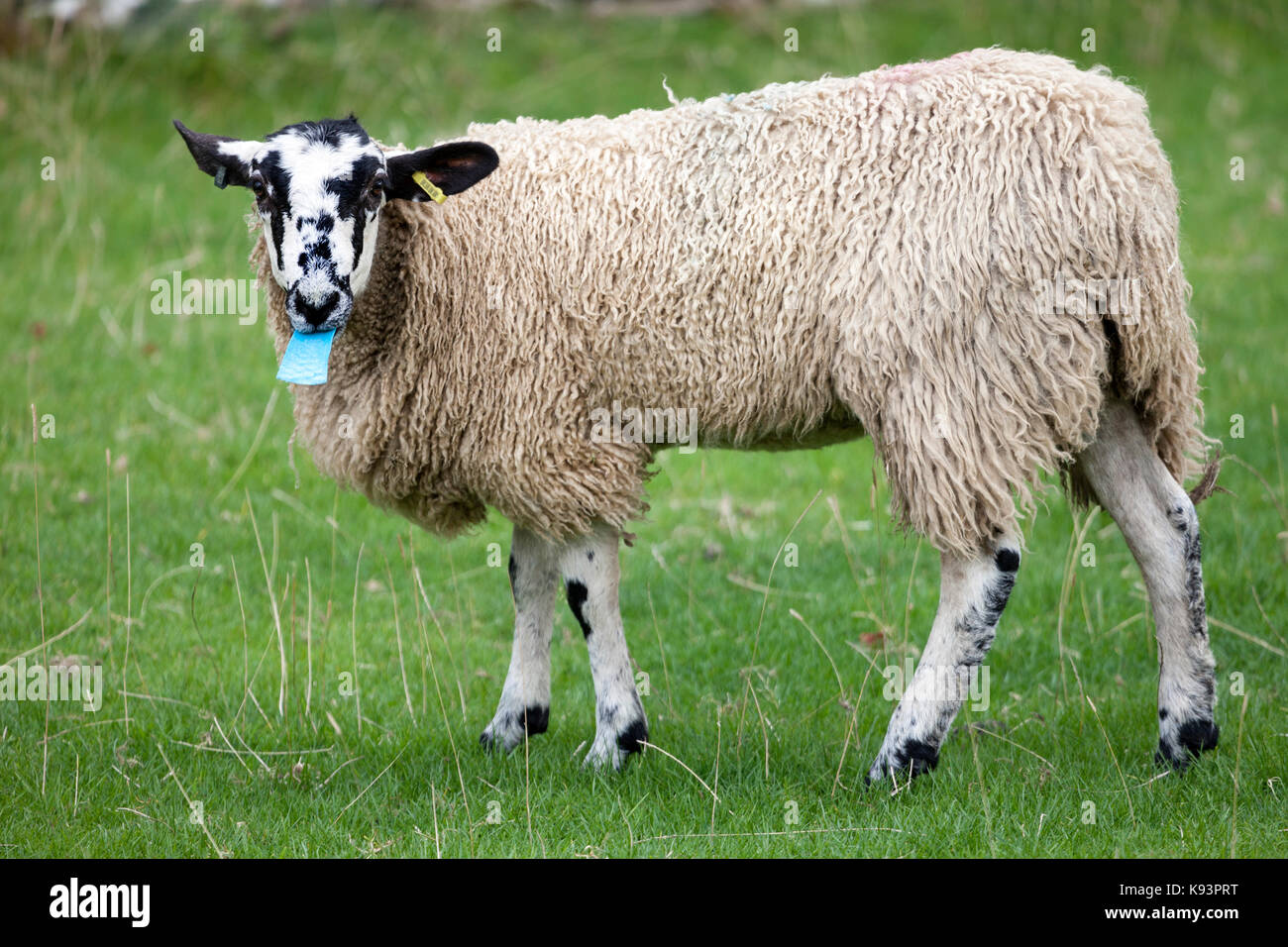 Schafe essen ein Stück Plastik auf einem Bauernhof in Großbritannien Stockfoto