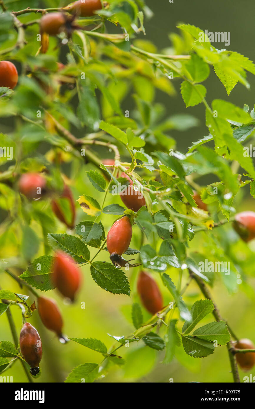 Schöne reife Früchte von Süß-Briar Rose im Busch. Bunte Herbst hautnah. Gute Früchte mit Vitaminen. Stockfoto