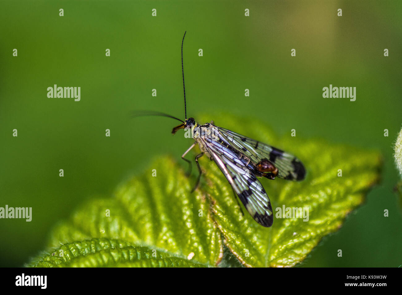 Gemeinsame scorpionfly, Hamburg, Deutschland Stockfoto