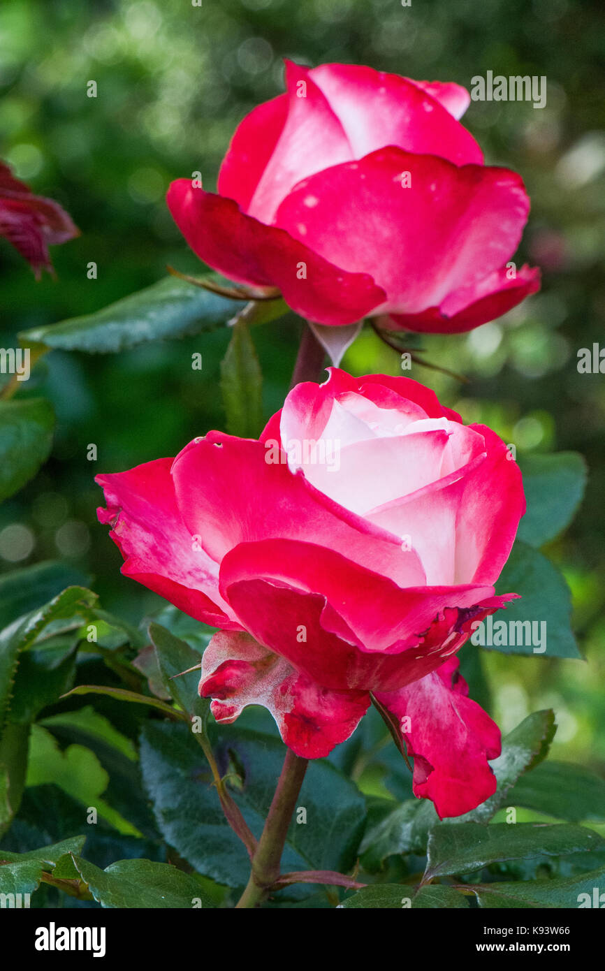 Blumen rosen Fotos und Bildmaterial in hoher Auflösung Alamy