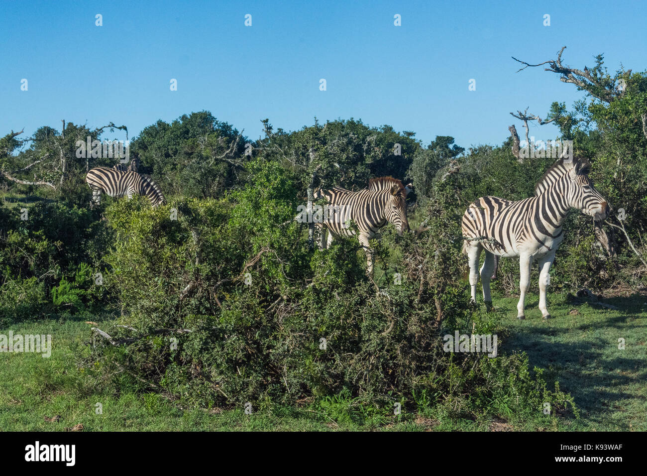 Addo Elephant National Park, Eastern Cape, Südafrika Stockfoto
