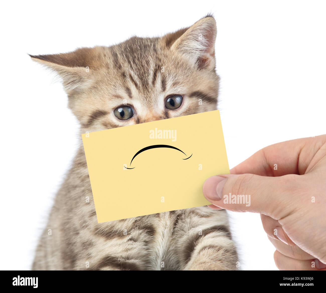 Unglückliche junge Katze portrait isoliert auf weißem Stockfoto