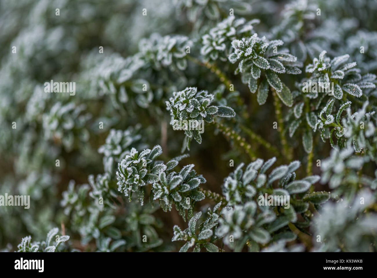 Winter Raureif auf Garten Pflanzen, Hamburg, Deutschland Stockfoto