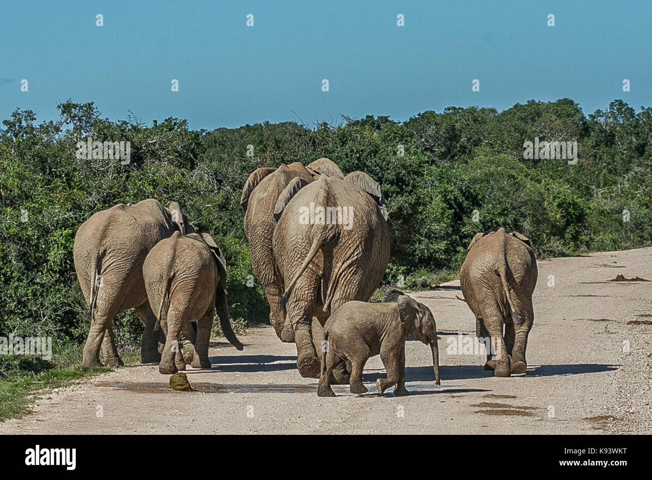 Loxodonta africana im Addo Elephant National Park, Eastern Cape, Südafrika Stockfoto