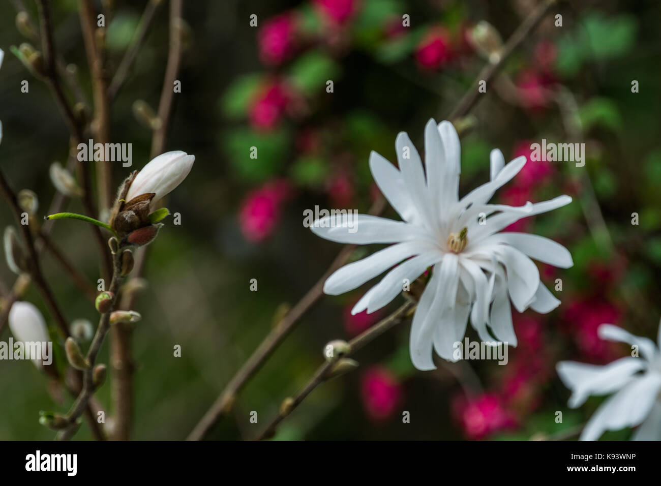 Magnolia stellata, Hamburg, Deutschland Stockfoto