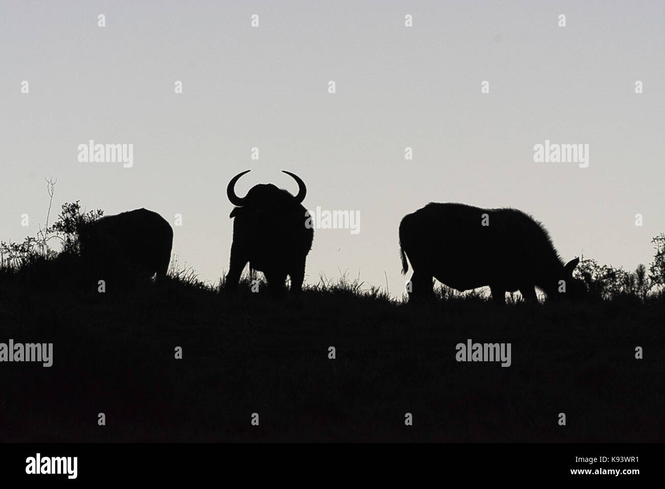 Kapstadt Büffel im Addo Elephant National Park, Eastern Cape, Südafrika Stockfoto