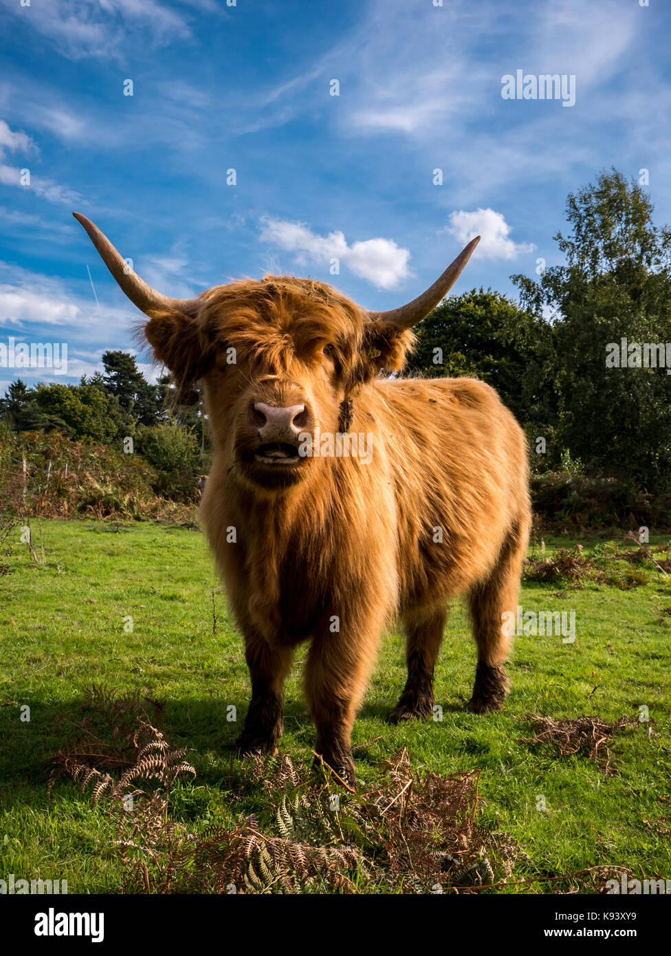 Highland Kuh an hothfield gemeinsame Natur finden Stockfoto