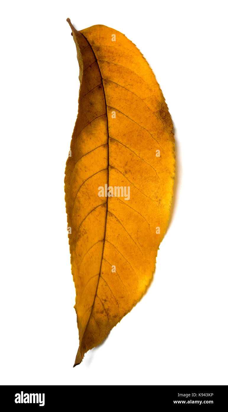 Gelb Herbst Walnuss (Juglans regia) Blatt. Auf weissem Hintergrund. Nähe zu sehen. Stockfoto