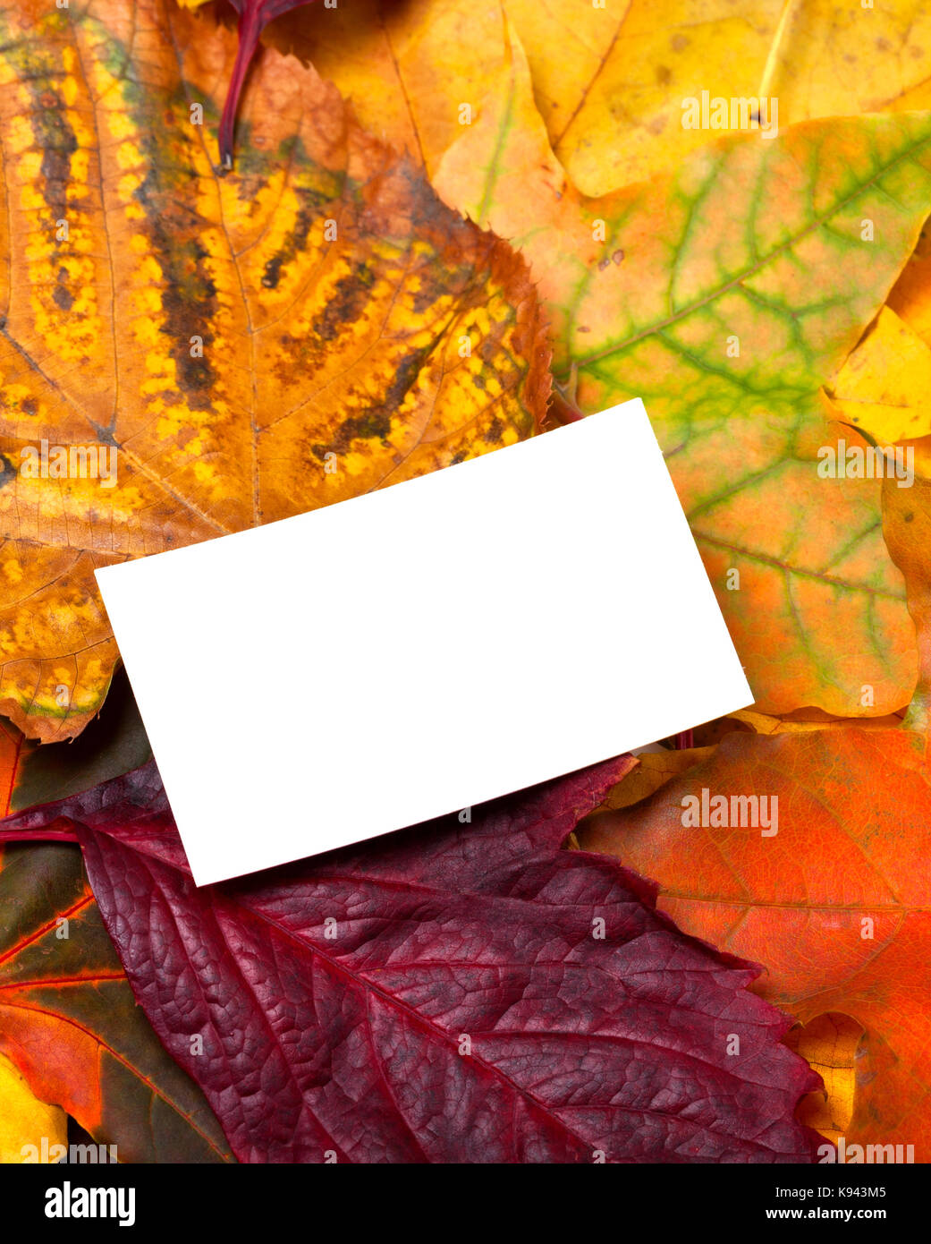 Weiße Leere Visitenkarte auf Herbst grün Blätter Stockfoto