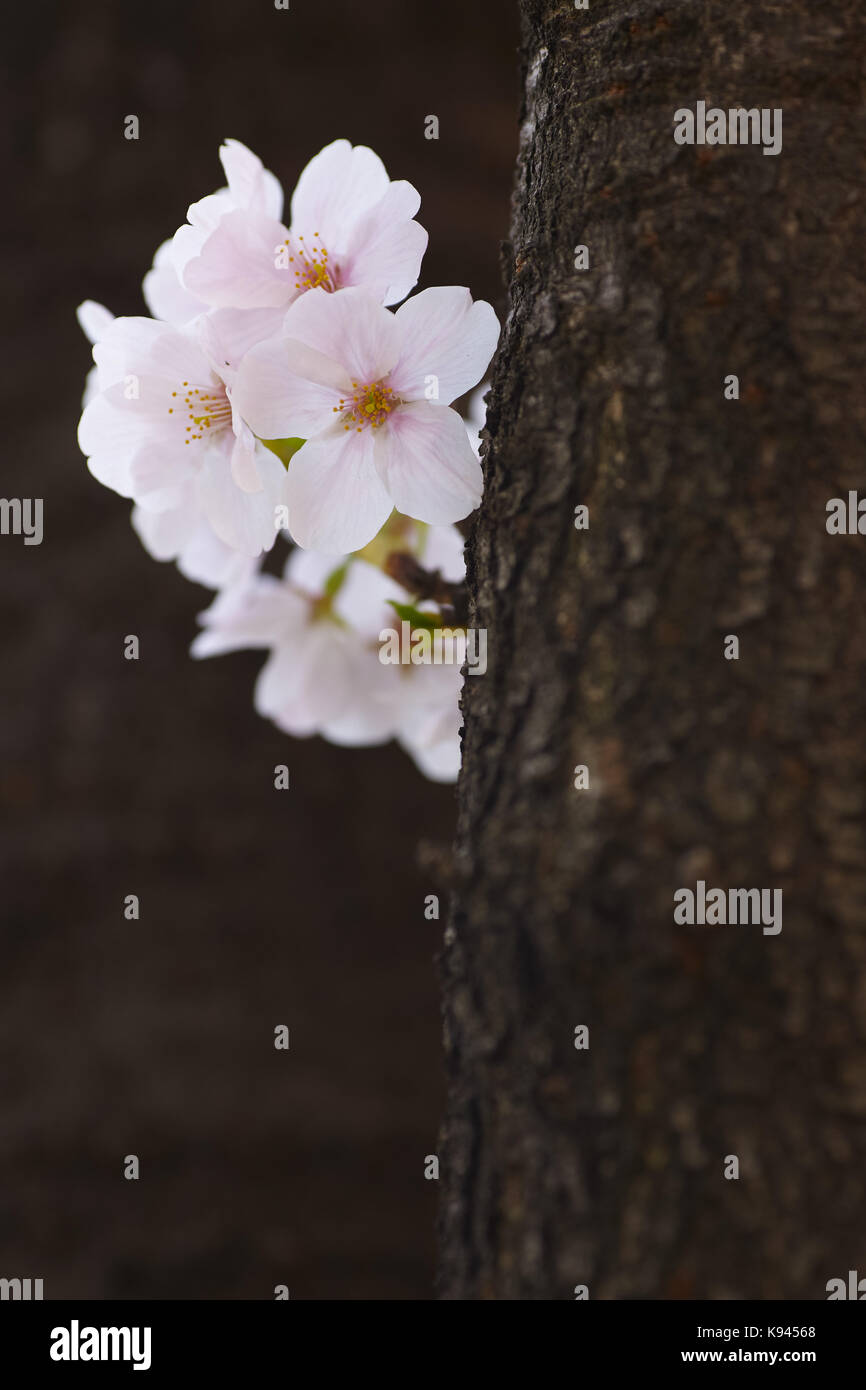 In der Nähe des Baumstamms und weißen Japanischer Kirschblüten. Stockfoto