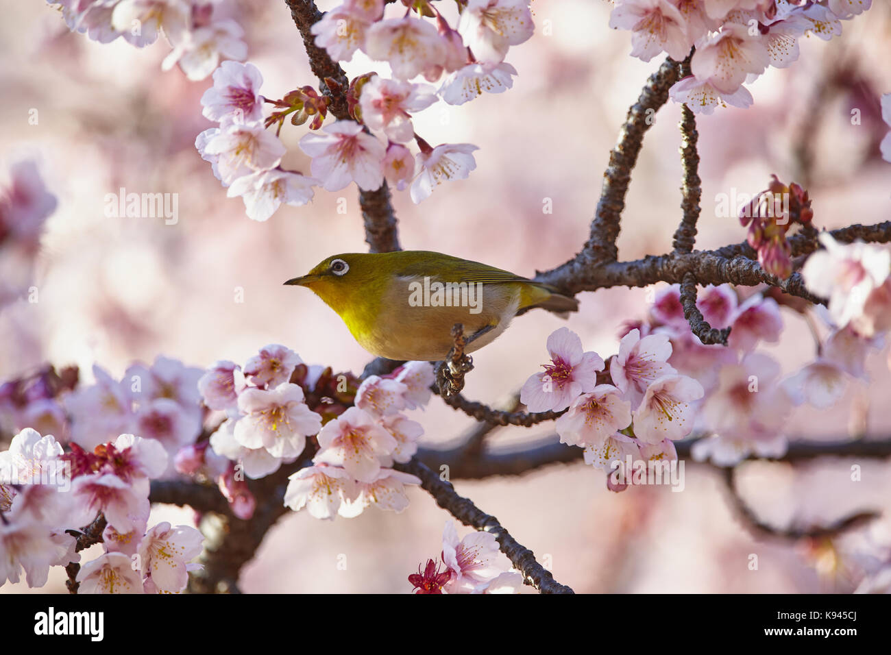 In der Nähe von Japanischen weiß - Auge, Convolvulus japonicus, ein Vogel hocken unter der Kirschblüte auf einem Ast. Stockfoto