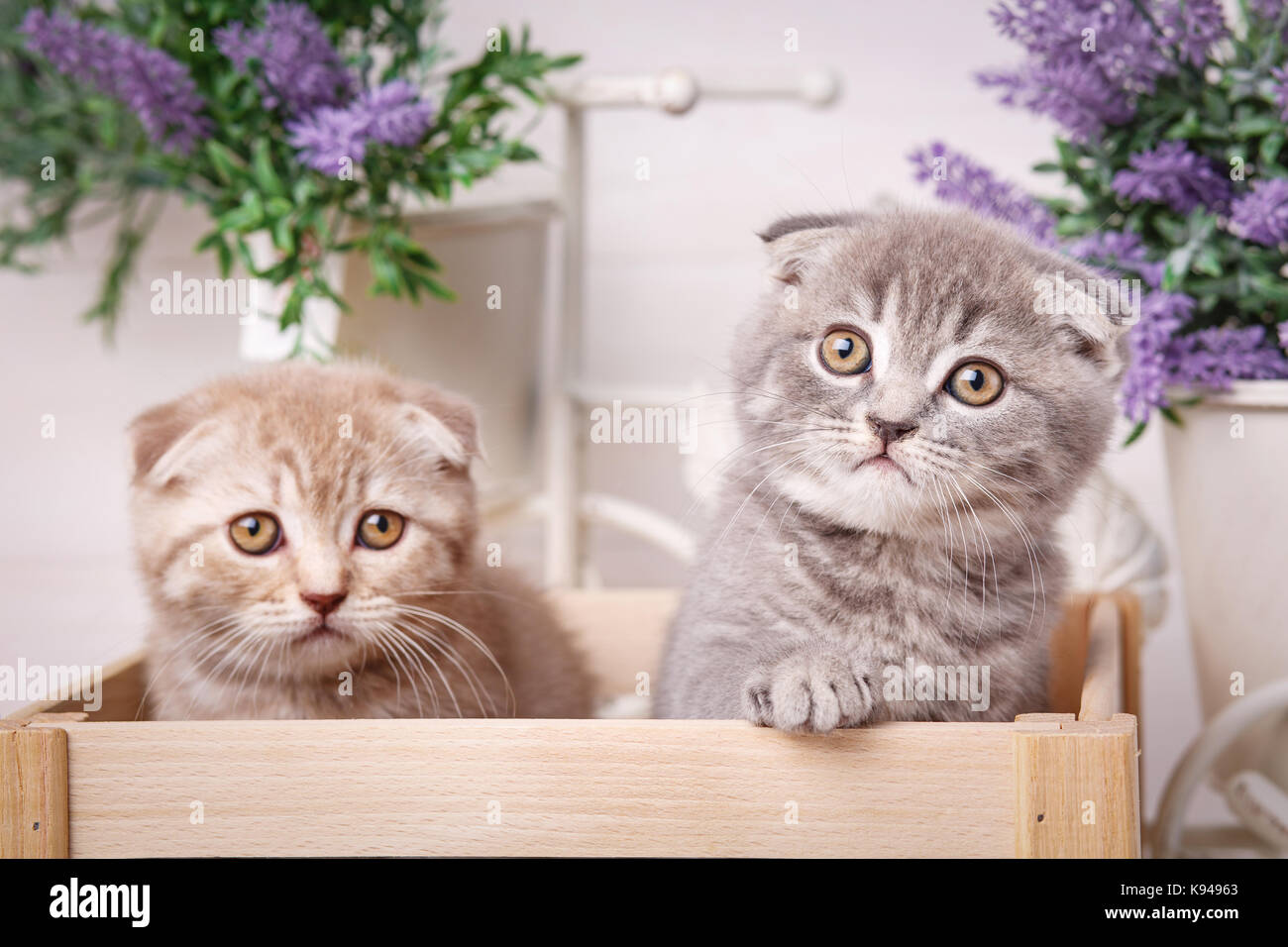 Paar nette Katzen in einer Holzkiste. Lavendelblüten im Hintergrund Stockfoto