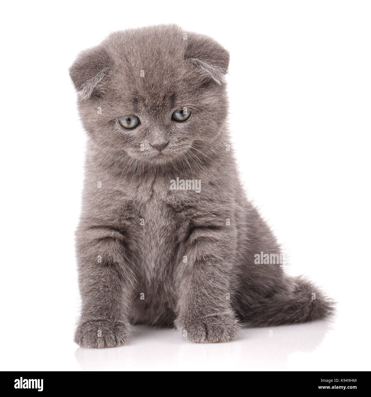 Lop-eared Kätzchen. Schottland cat Stockfoto