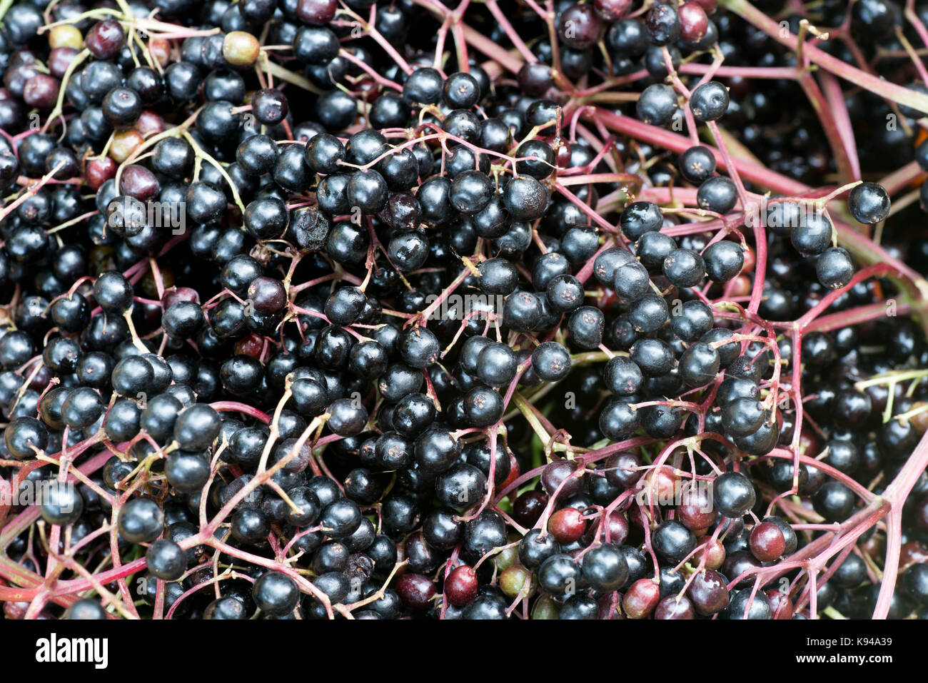 Closeup zu reifen Holunder Beeren Stockfoto