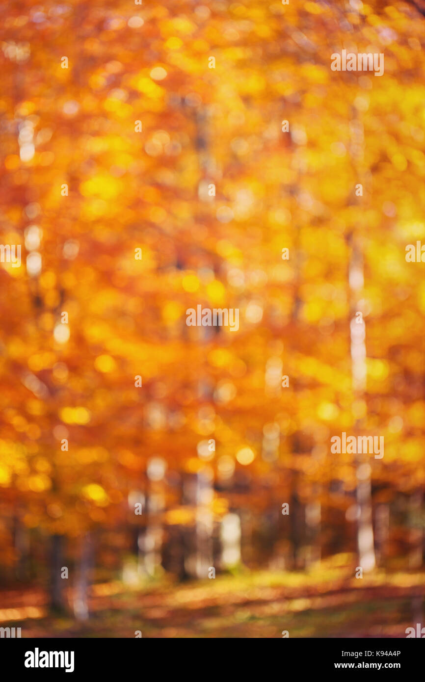 Zusammenfassung Hintergrund, Bokeh gelben Blätter im Herbst Stockfoto