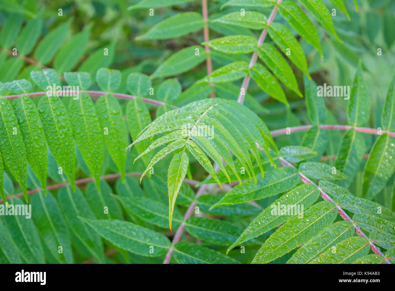 Mit Regentropfen auf einem Strauch. Sumac Blatt, close-up. Rhus typhina 'Dissecta', Staghorn sumach. Frankreich Stockfoto