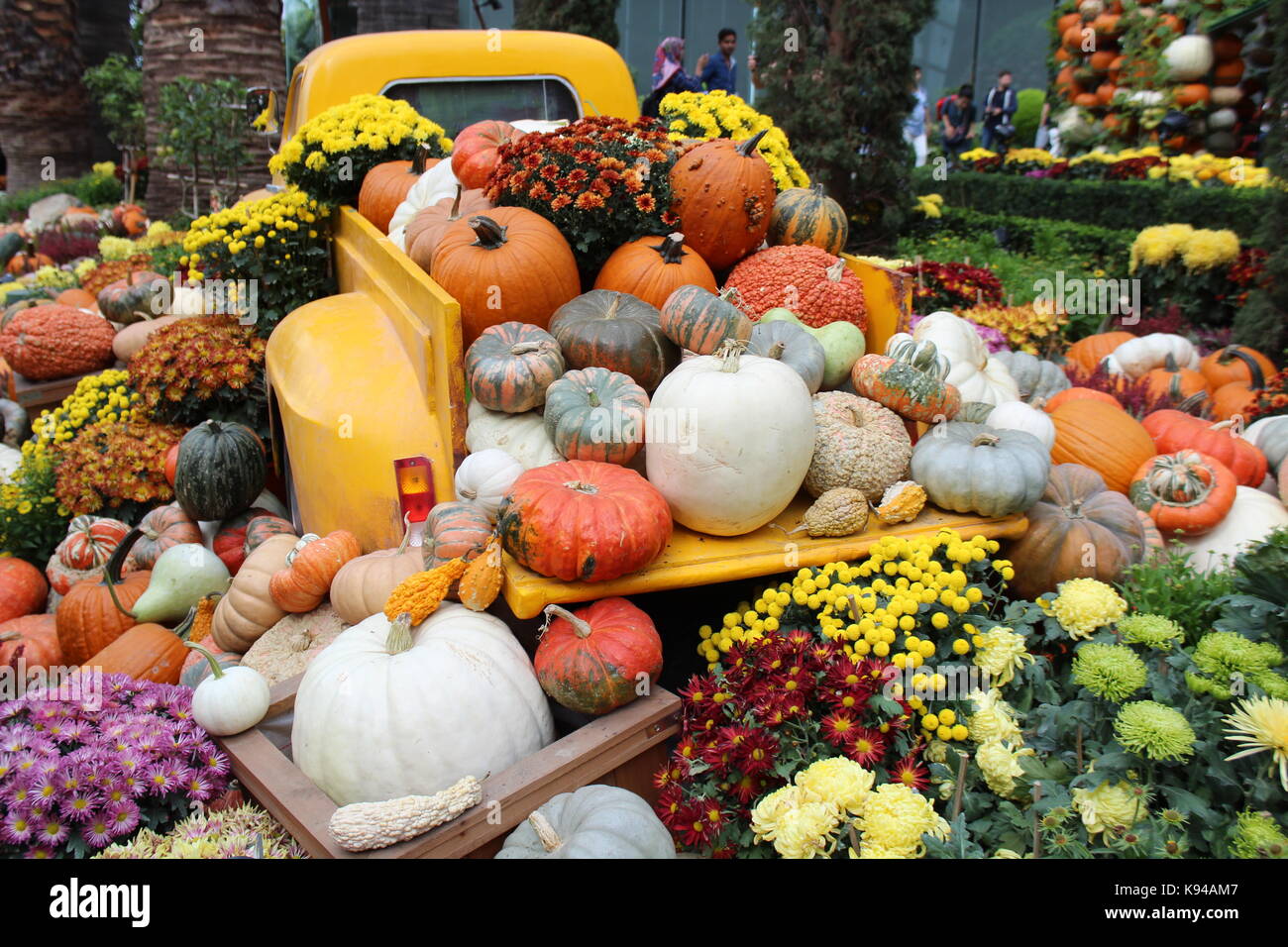Die Danksagung und der Herbst ist überall. Dies sorgt für eine schöne Aushöhlen oder fallen Einstellung Stockfoto