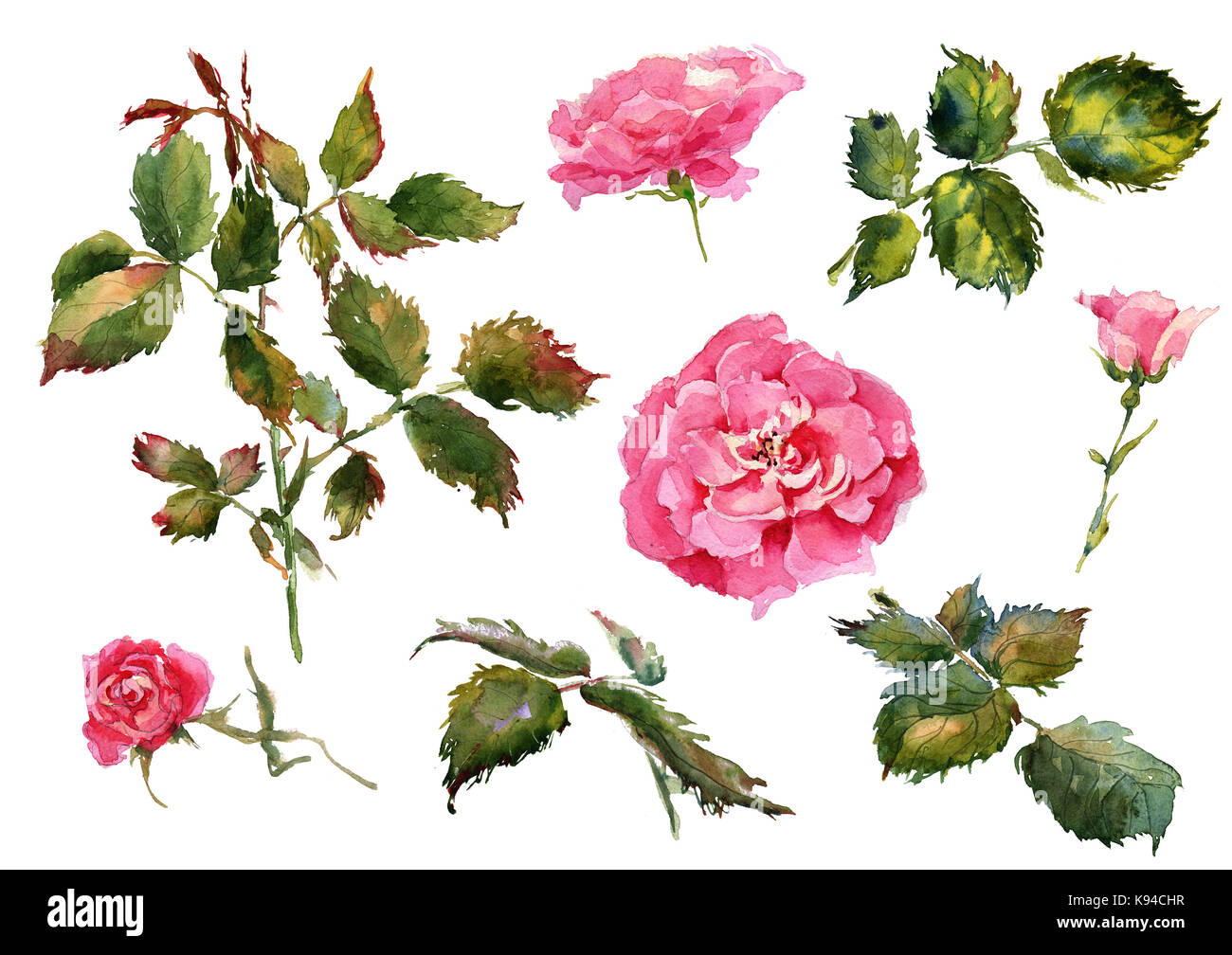 Blumen, Blätter von handgefertigten Muster wilde Rosen. Briar, Aquarell Malerei für die Dekoration Stockfoto