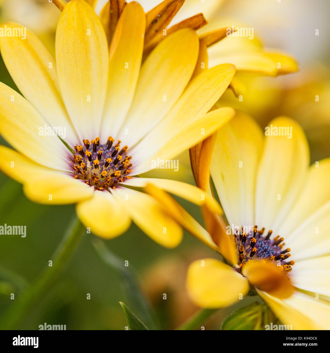 Osteospermum, African Daisy, Cape Daisy, gelbe Blumen, Nahaufnahme, im Sommer Vereinigtes Königreich Stockfoto