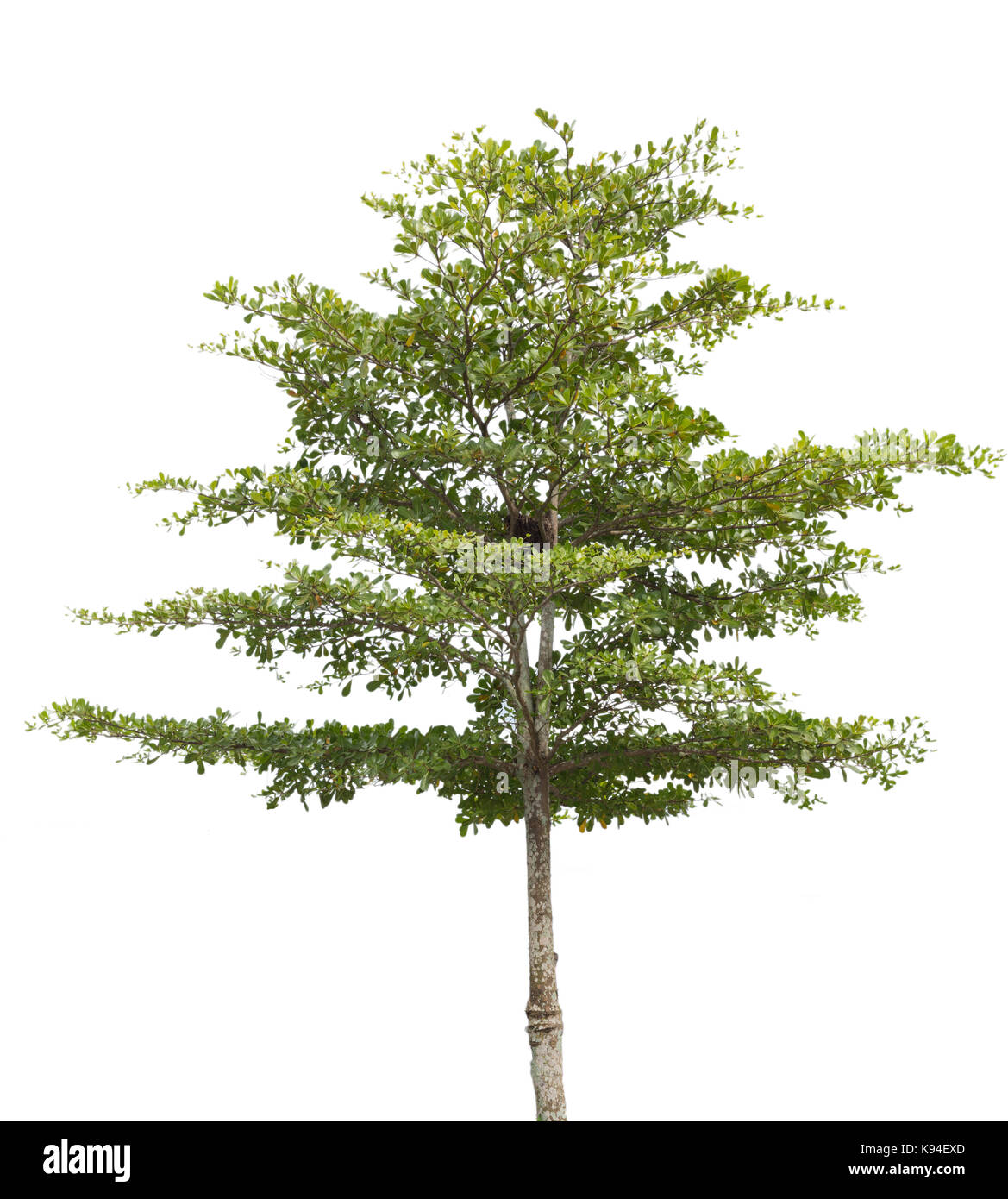 Baum isoliert auf weißem Hintergrund mit Freistellungspfaden. Stockfoto