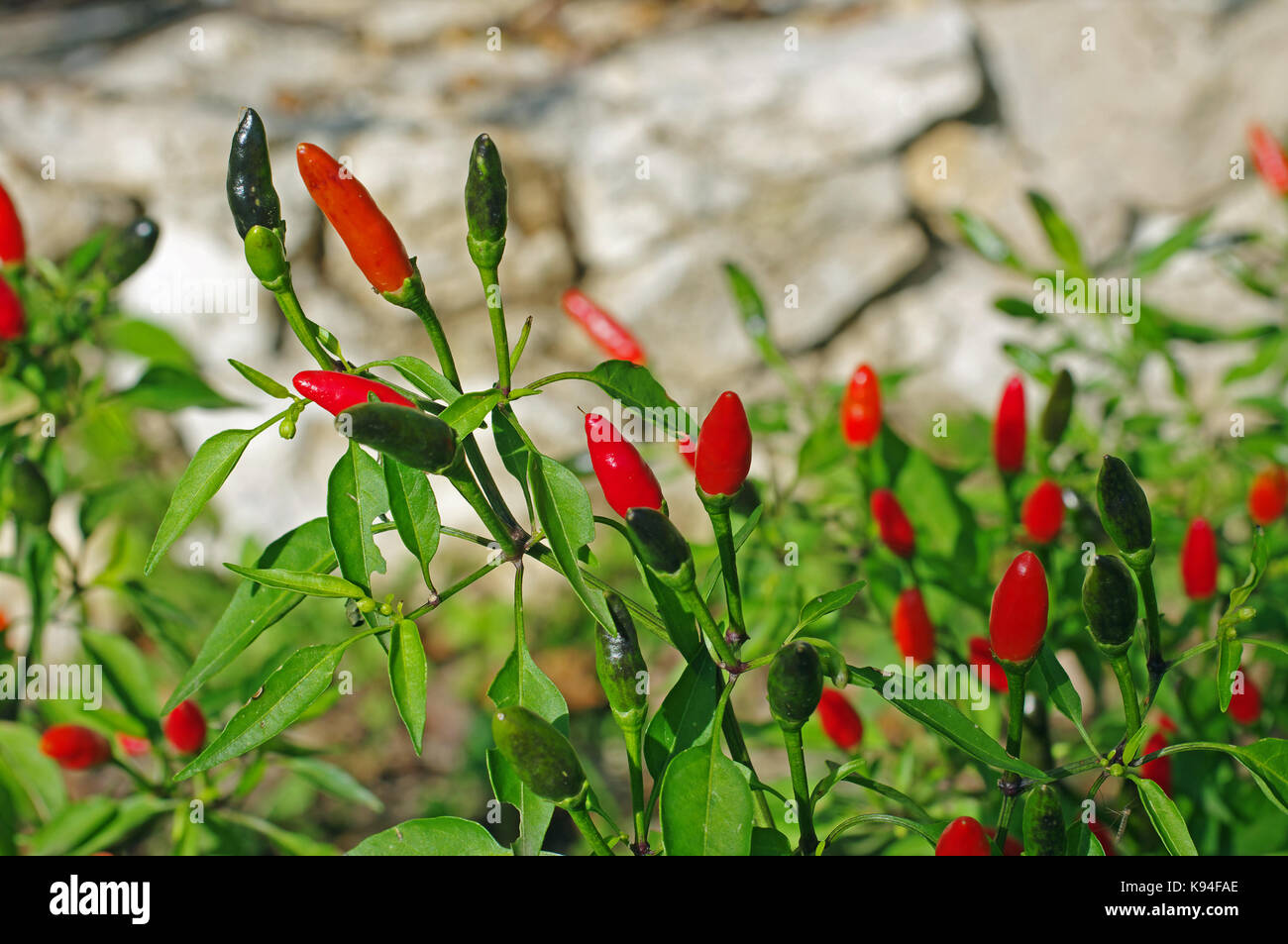 Dies ist Capsicum annuum, die roten Pfeffer oder Chili, aus der Familie der Solanaceae Stockfoto