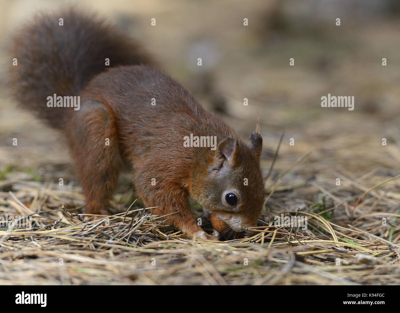 Eurasischen Eichhörnchen in ihrer natürlichen Umgebung von einer Kiefer holz Wald Zwischenspeichern eines Haselnuss Mutter im Boden Stockfoto