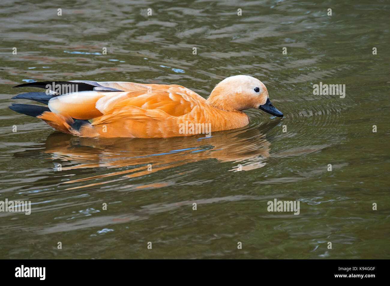 Ruddy Brandente/Brahminy Ente (Tadorna ferruginea/Casarca ferruginea) Schwimmen im Teich Stockfoto