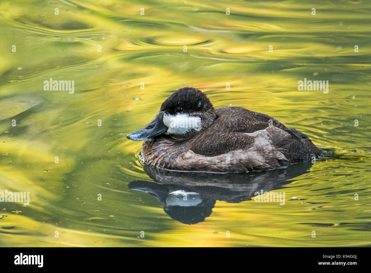Schwarzkopfruderente (Oxyura Jamaicensis) männlich im Winter Gefieder Schwimmen im Teich, in Nordamerika heimisch Stockfoto