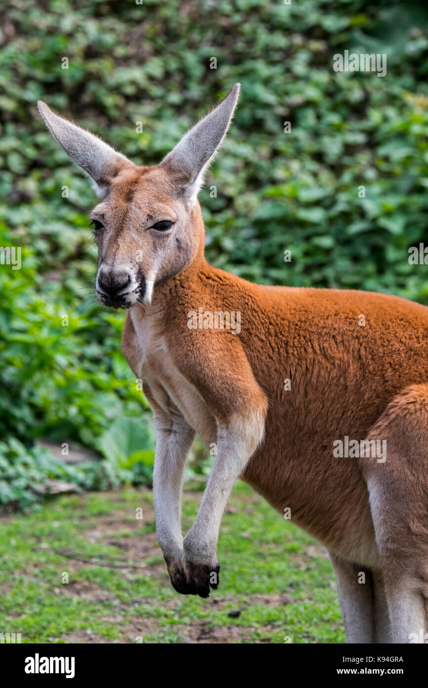 Rote Känguru (Macropus rufus), Stecker, Nahaufnahme, Porträt, in Australien Stockfoto