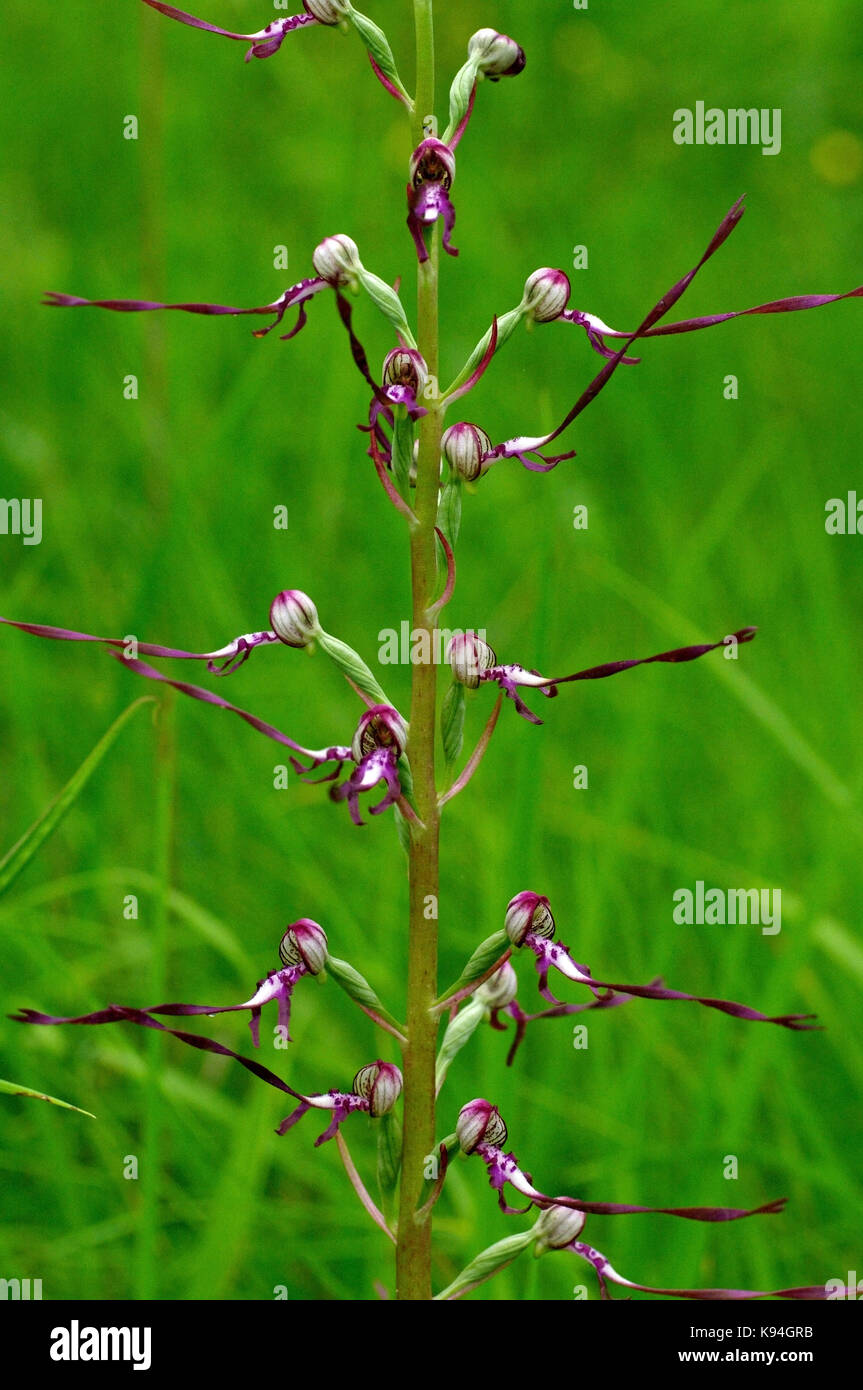 Die Wild Orchid Himanthoglossum hircinum ssp. Adriaticum, die Eidechse, die Orchidee, Orchidaceae Stockfoto