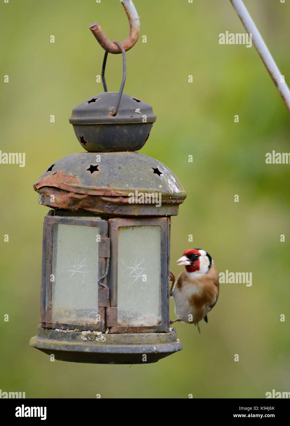 Europäische goldfinch gemeinsamen Garten Vogel dargestellt in einem natürlichen dappled Sonnenlicht Licht in England Großbritannien Stockfoto