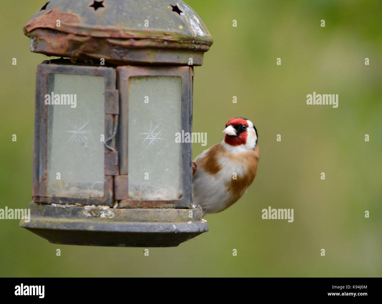 Europäische goldfinch gemeinsamen Garten Vogel dargestellt in einem natürlichen dappled Sonnenlicht Licht in England Großbritannien Stockfoto