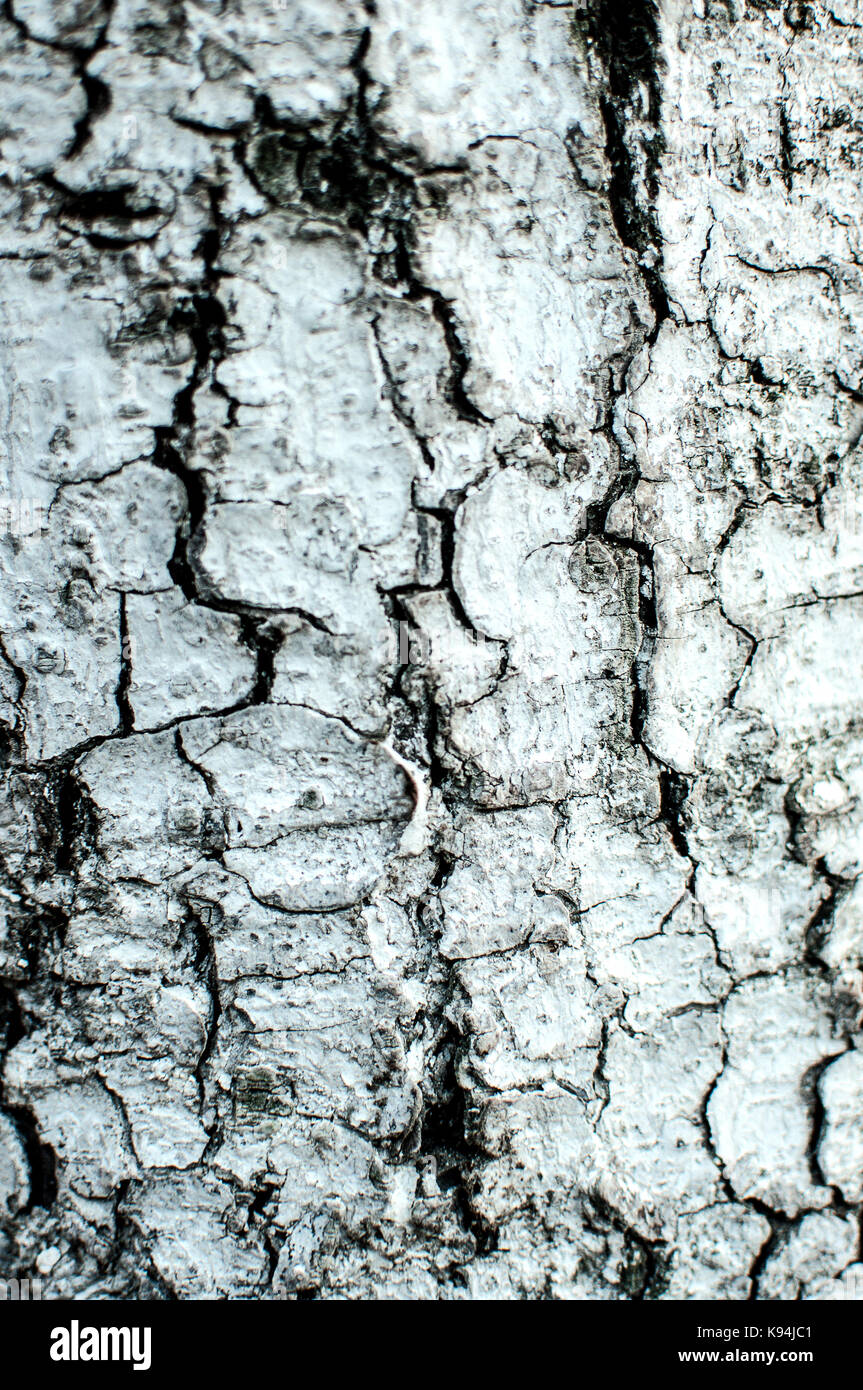 Close-up Detail der weiß getünchten Baumstamm. Textur Hintergrund Stockfoto