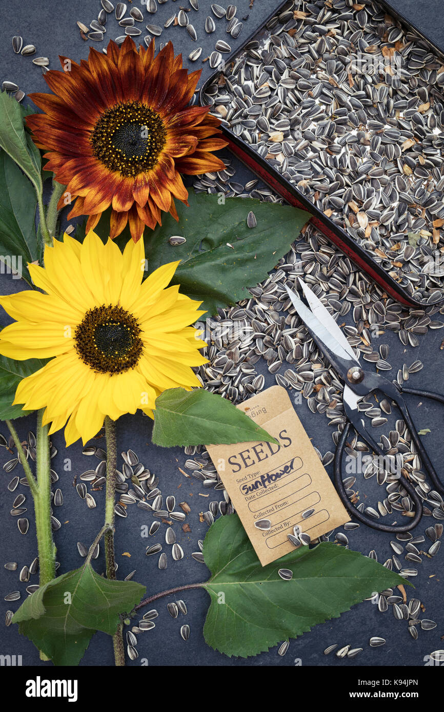 Helianthus annuus. Das Sammeln und Speichern von Sonnenblumenkernen auf Schiefer mit Sonnenblumen, Zinn von Samen, Schere und ein Samen Paket Stockfoto