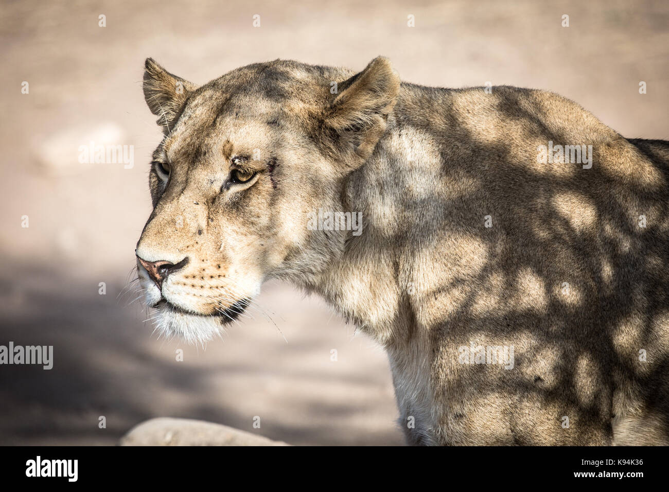 Löwin, Serengeti National Park, Tansania, 2017 Stockfoto