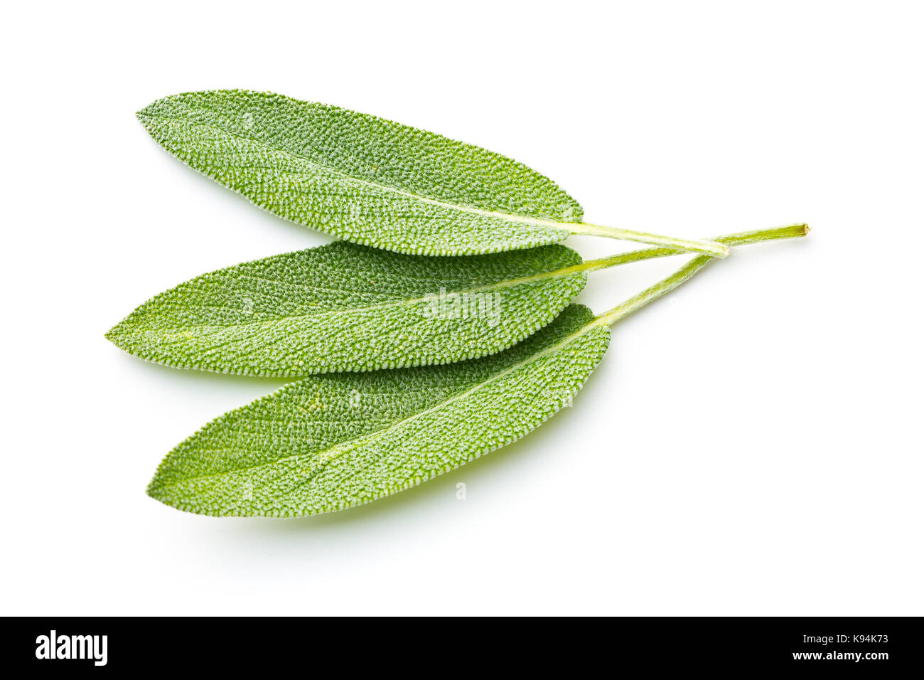 Salvia officinalis. Salbeiblätter auf weißem Hintergrund. Garten Salbei. Stockfoto