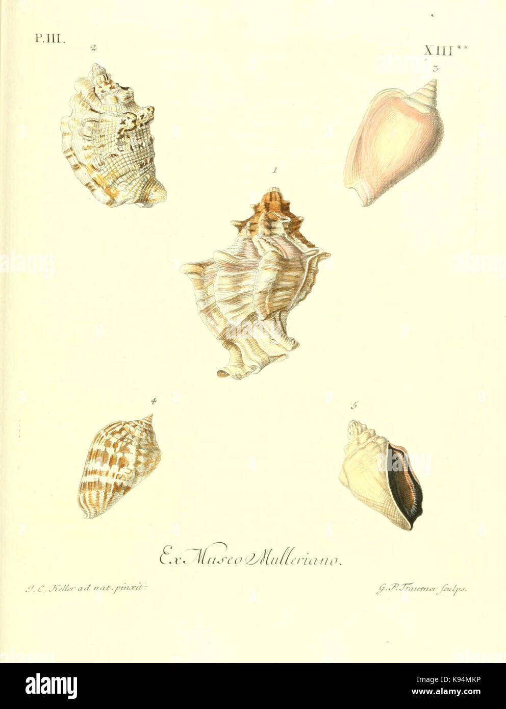 Les Gets Les yeux et de l'esprit, ou, Sammlung generale des differentes de coquillages que la Mer renferme especes (Tab. XIII) (6031781823) Stockfoto