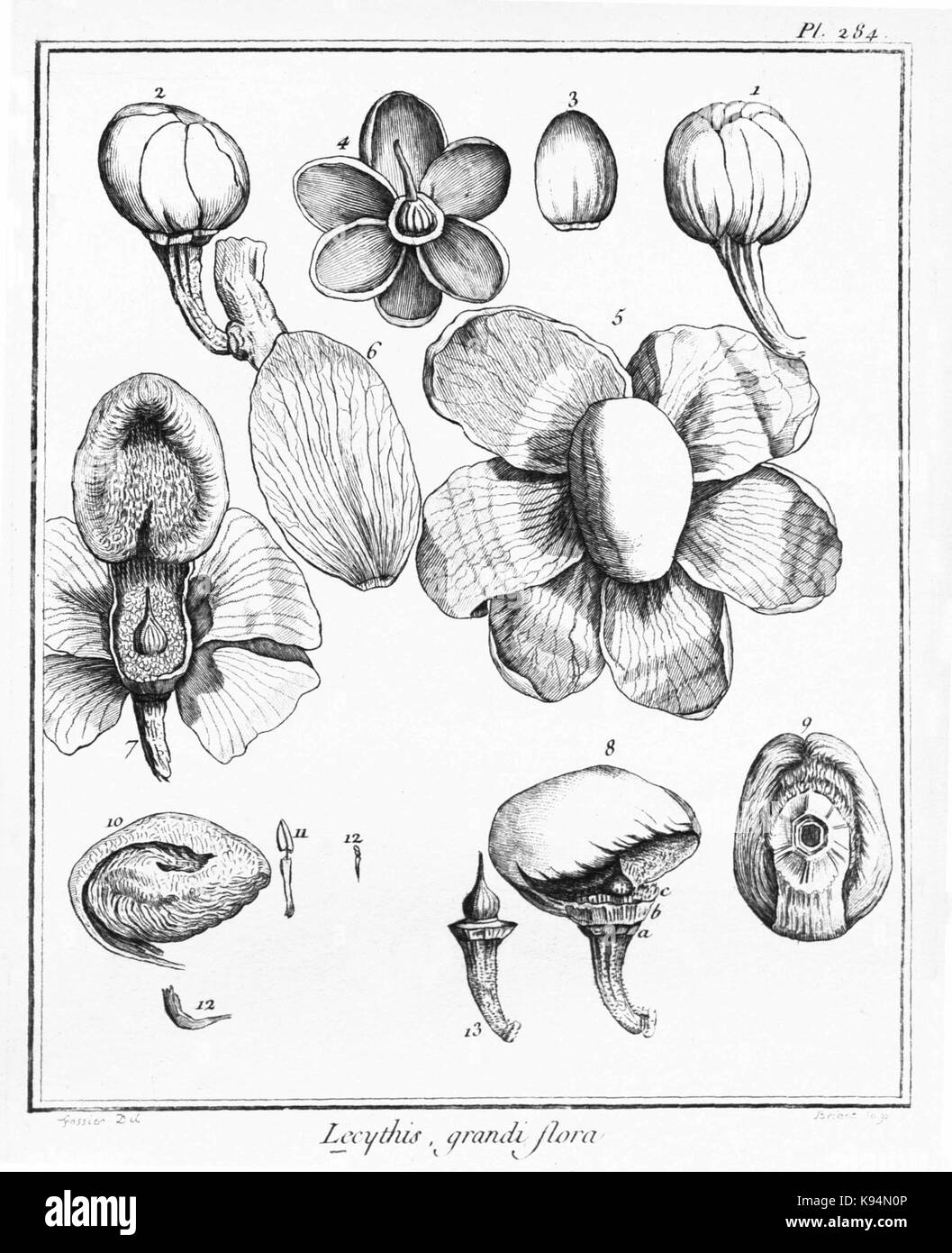 Lecythis grandiflora Aublet 284 Stockfoto